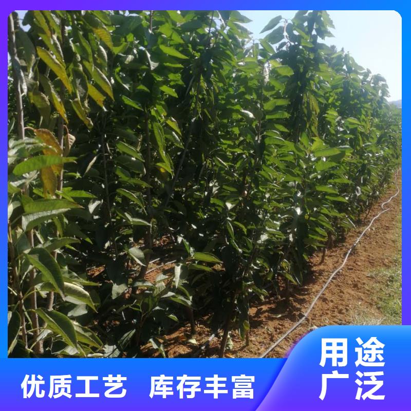 樱桃苗企业-可接急单