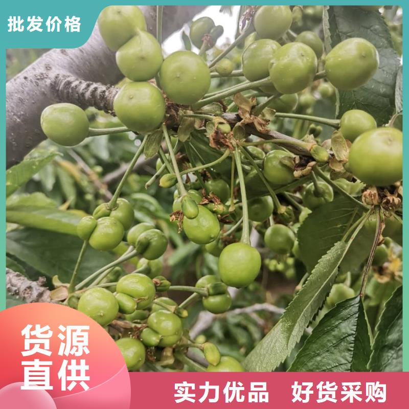 樱桃苗质量严格把控