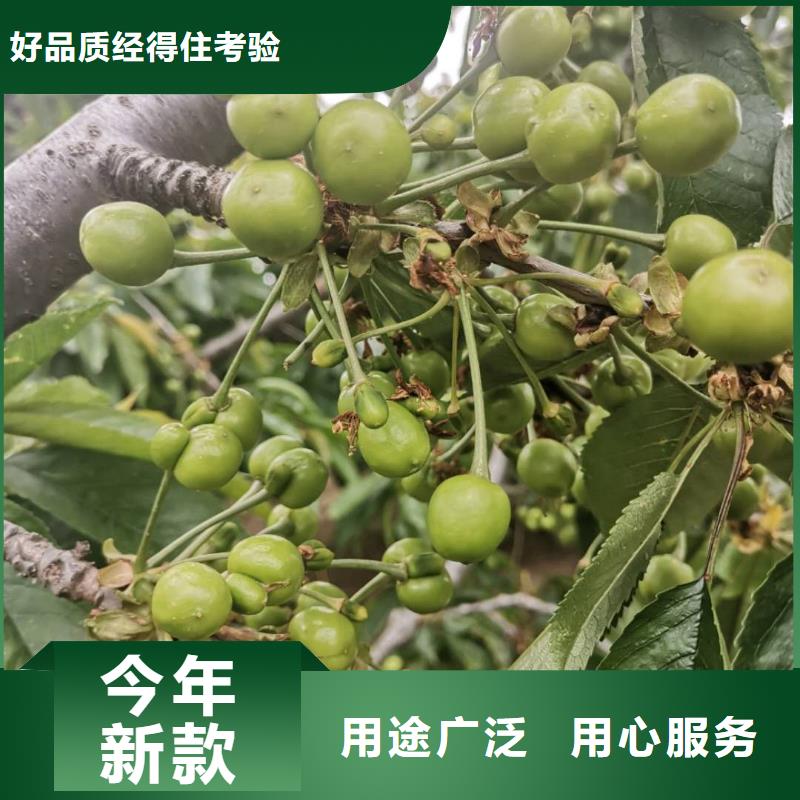 樱桃苗品质与价格