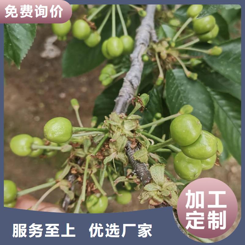 樱桃苗诚信经营厂家