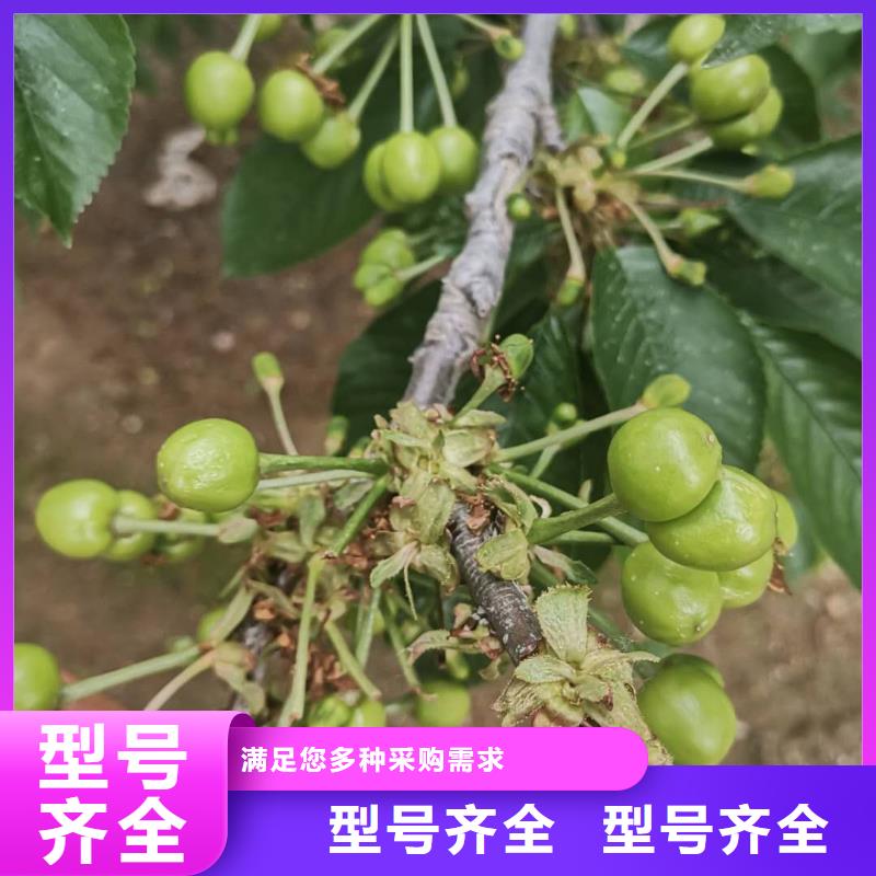 樱桃苗期待您的来电