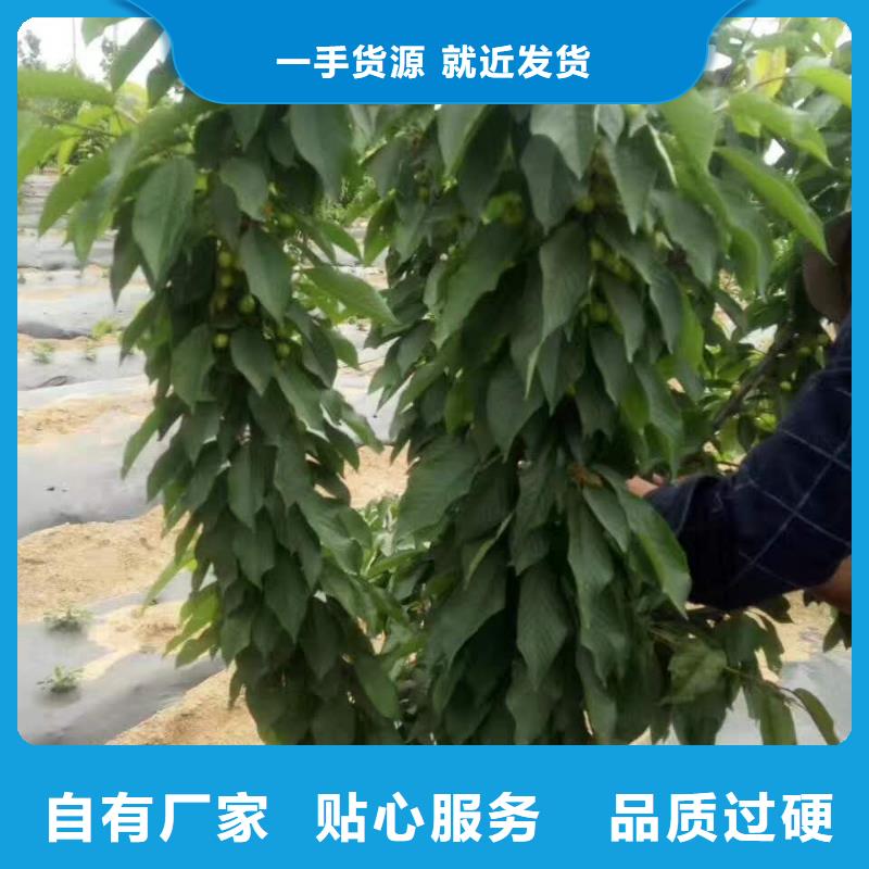 樱桃苗品种多价格低