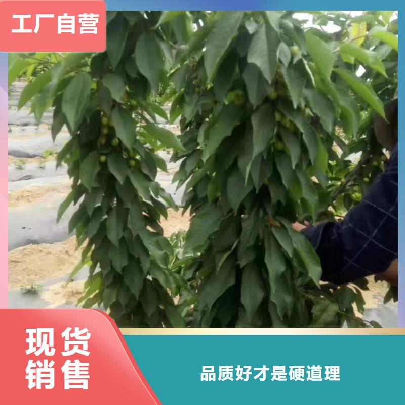 生产樱桃苗_优质厂家