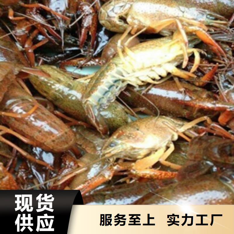 现在小龙虾种虾价格（小龙虾种虾批发）