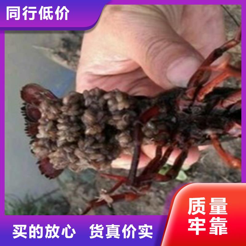 （小龙虾养殖场）哪里卖小龙虾种虾（批发）上门规划指导