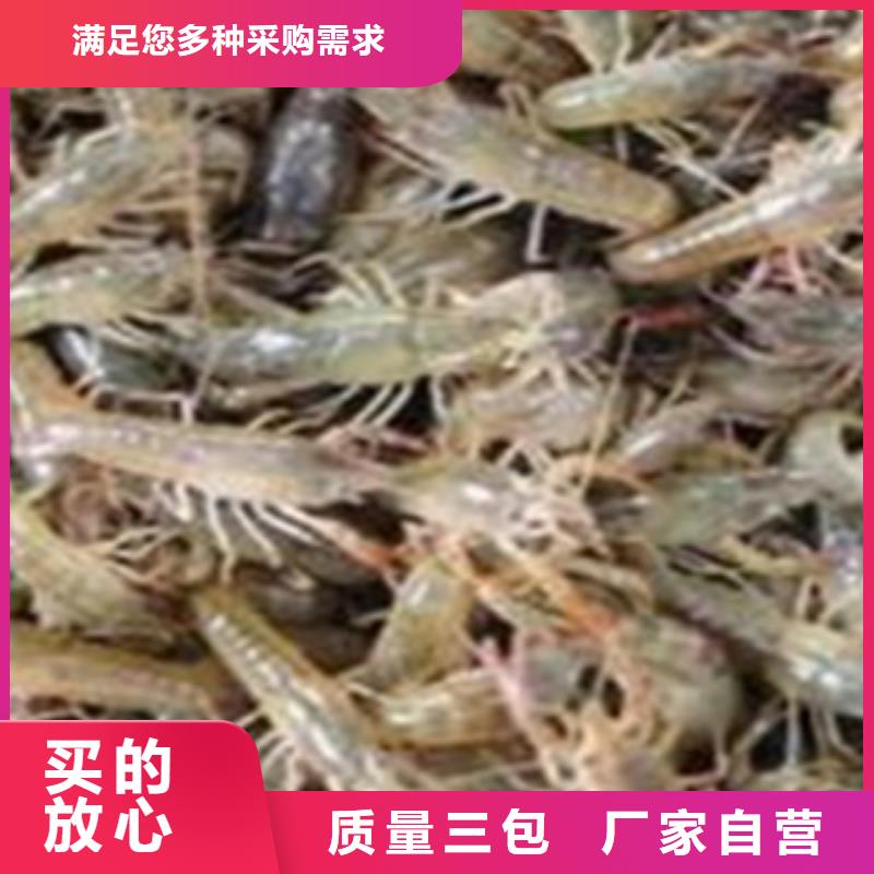 襄樊市哪里出售小龙虾苗批发（淮河水产）