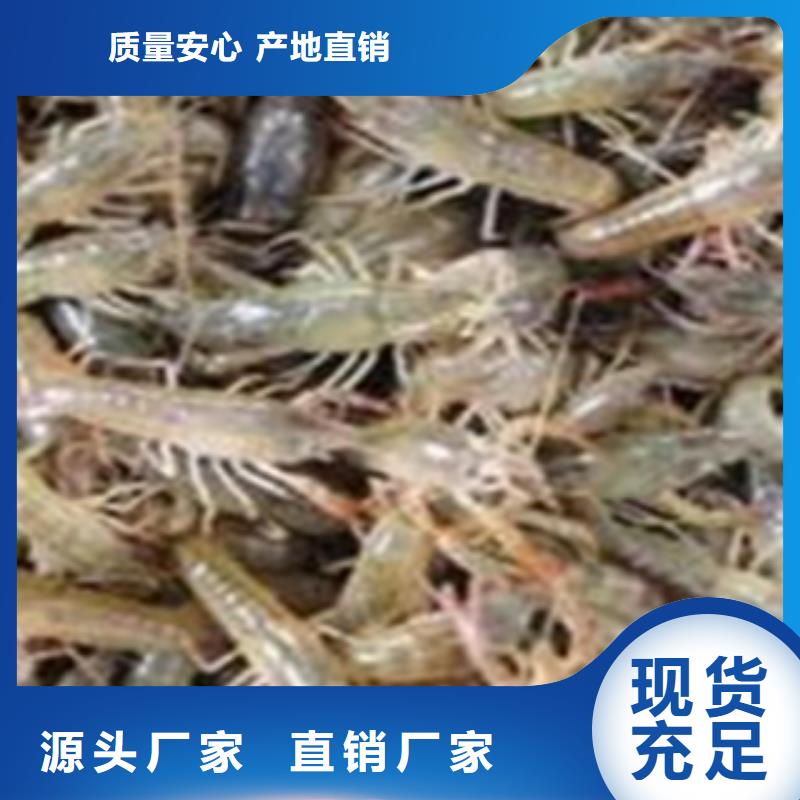 小龙虾苗养殖场批发龙虾苗（小龙虾种虾价格）】