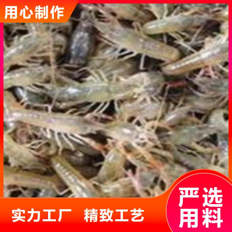 哪里出售小龙虾苗批发（诚信厂家）