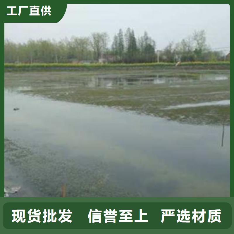 小龙虾苗养殖场批发龙虾苗（淮河水产）】