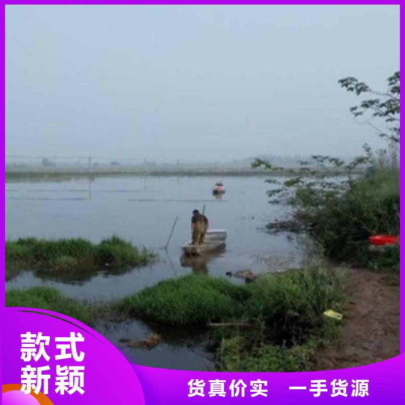 （小龙虾苗批发）：厂家小龙虾种虾价格