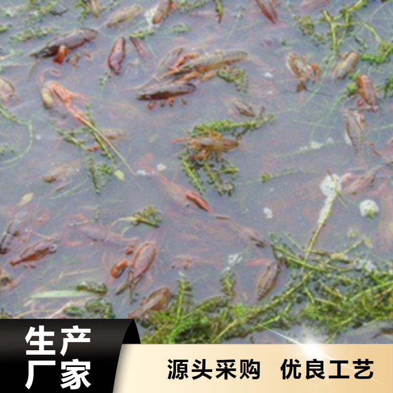 小龙虾苗养殖场批发龙虾苗（淮河水产）】