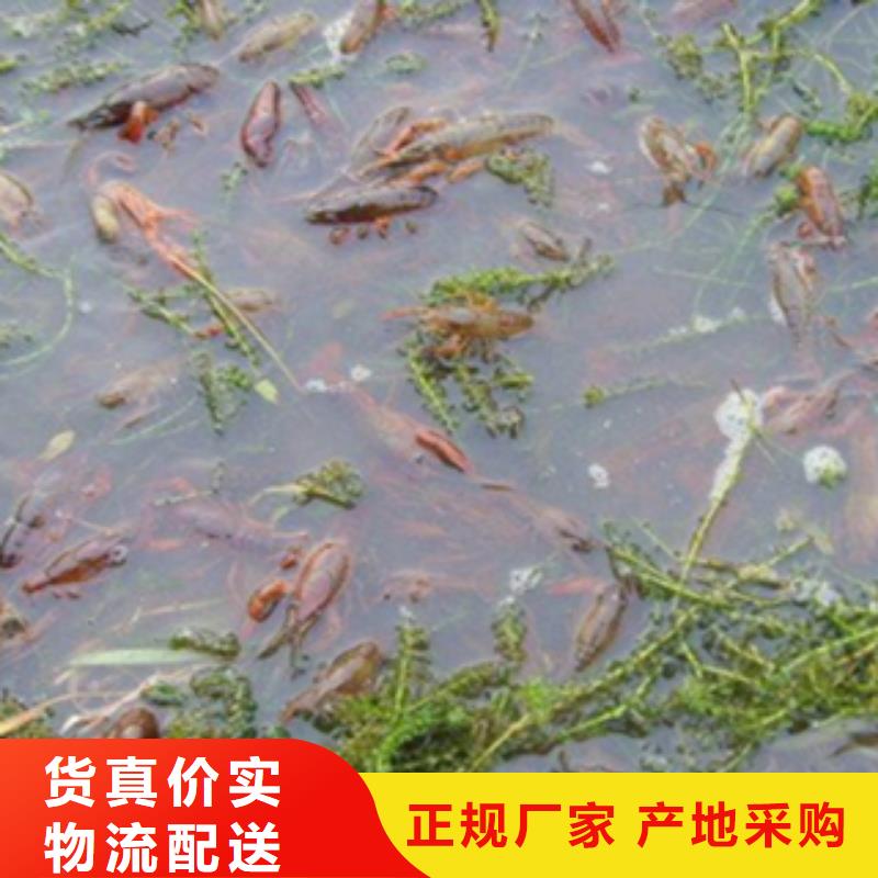 （小龙虾苗价格）小龙虾种虾价格报价