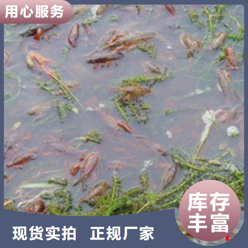 （小龙虾苗批发）：小龙虾苗价格行情