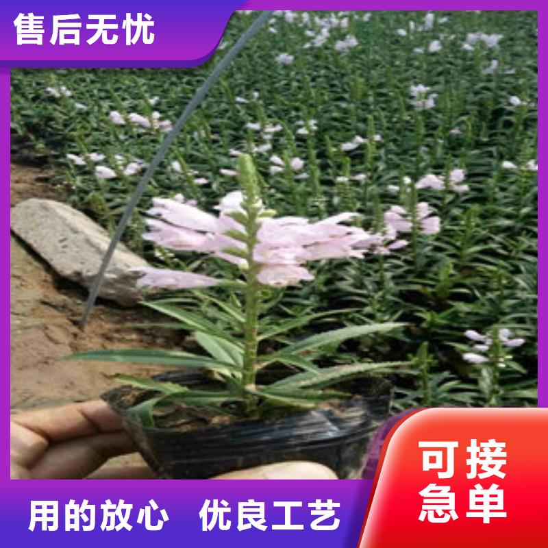 时令花卉制造厂_九鼎花卉园艺场