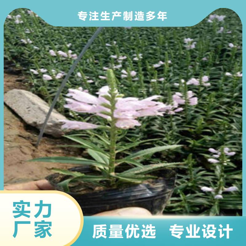 时令花卉生产定做