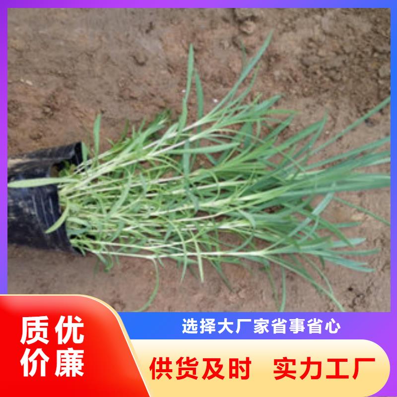 时令花卉免费邮寄样品