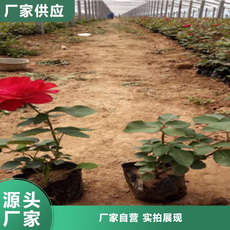 时令花卉非标规格定做