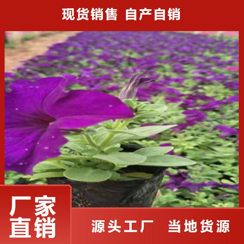 时令花卉货到付款