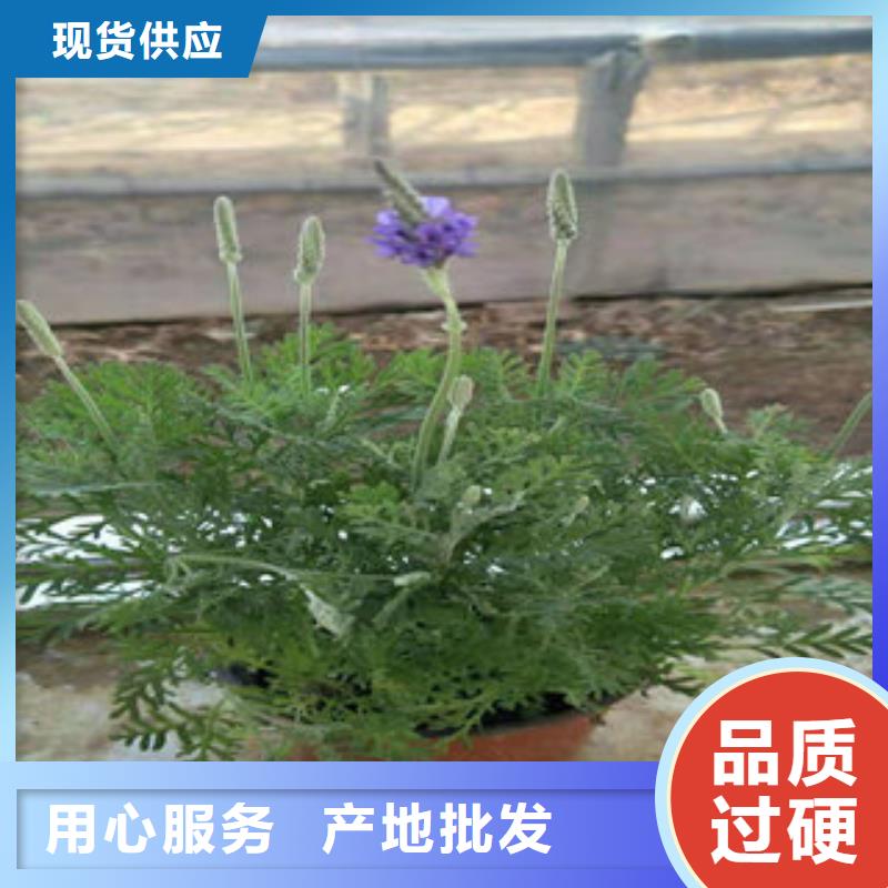 时令花卉质量严格把控