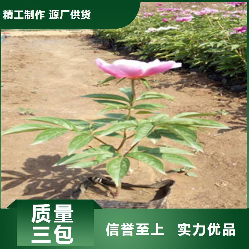 宿根花卉-我公司资质齐全