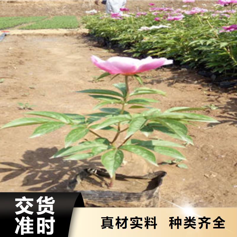 宿根花卉价格资讯