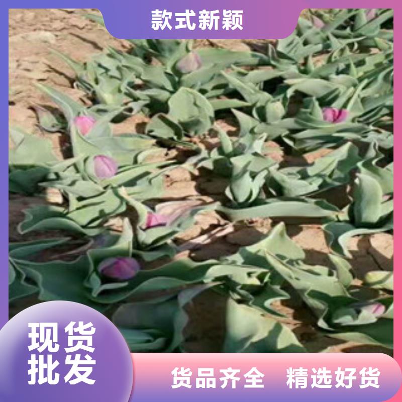 质量可靠的花海设计基地