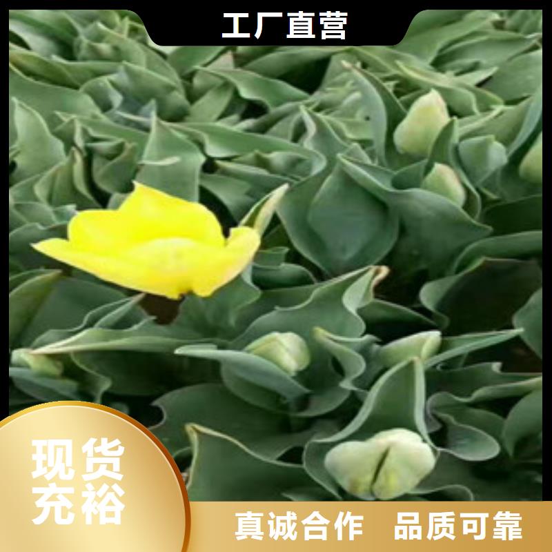 重信譽花海設計供應廠家