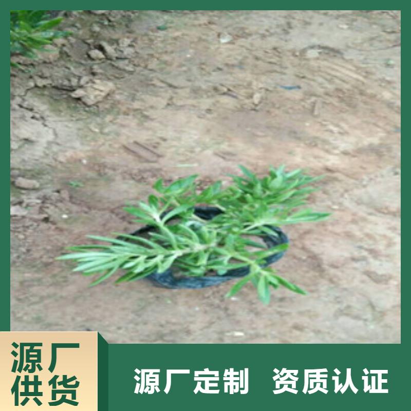 优选：花海设计企业