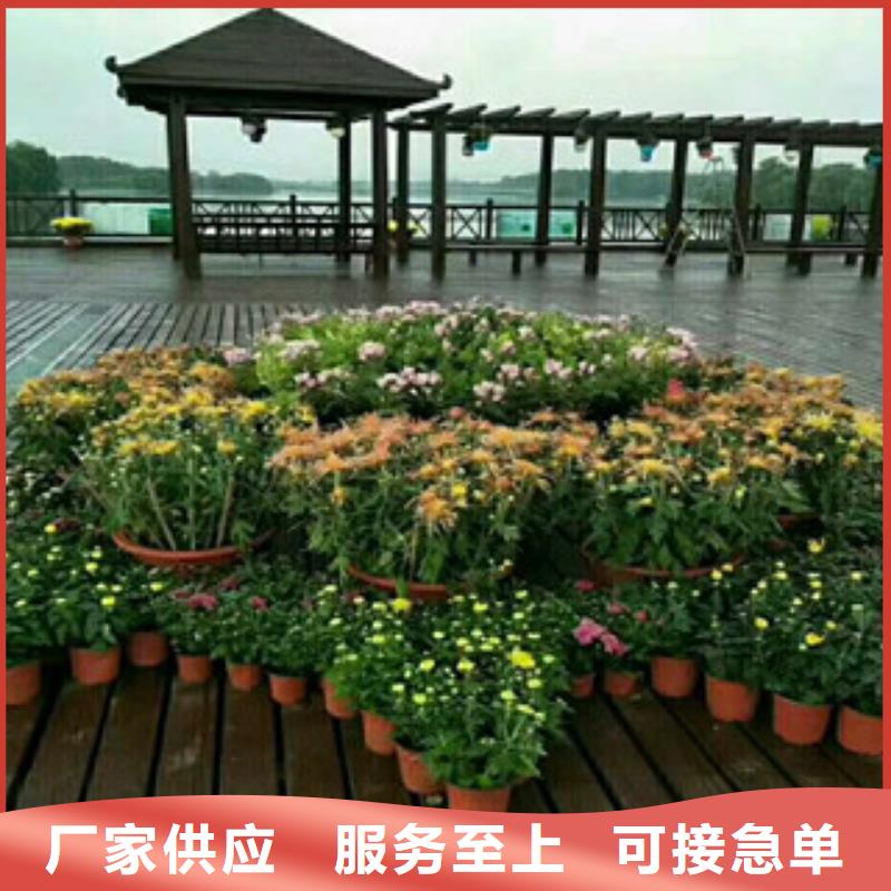 花海设计源头供应商