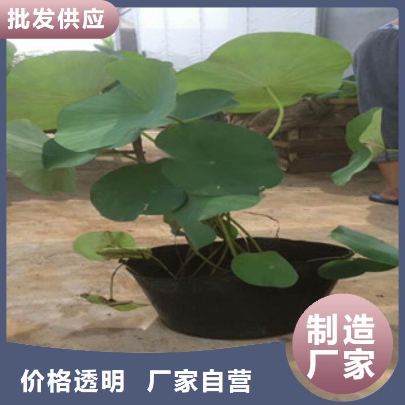 找花海设计-实体厂家可定制