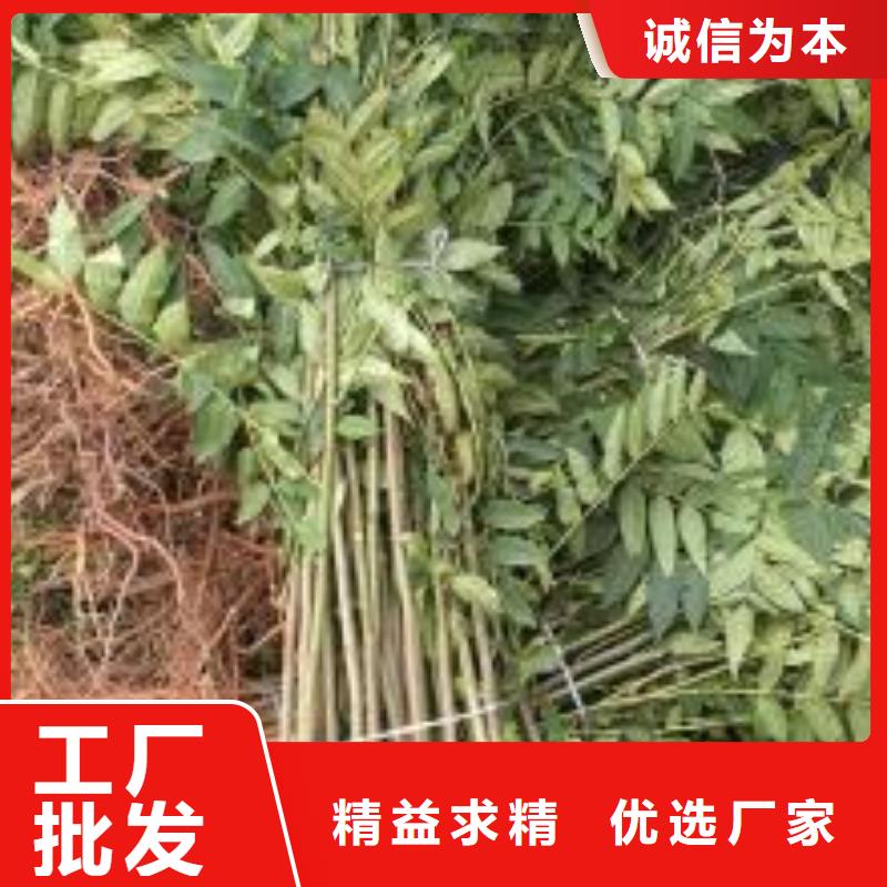 香椿苗施工安裝