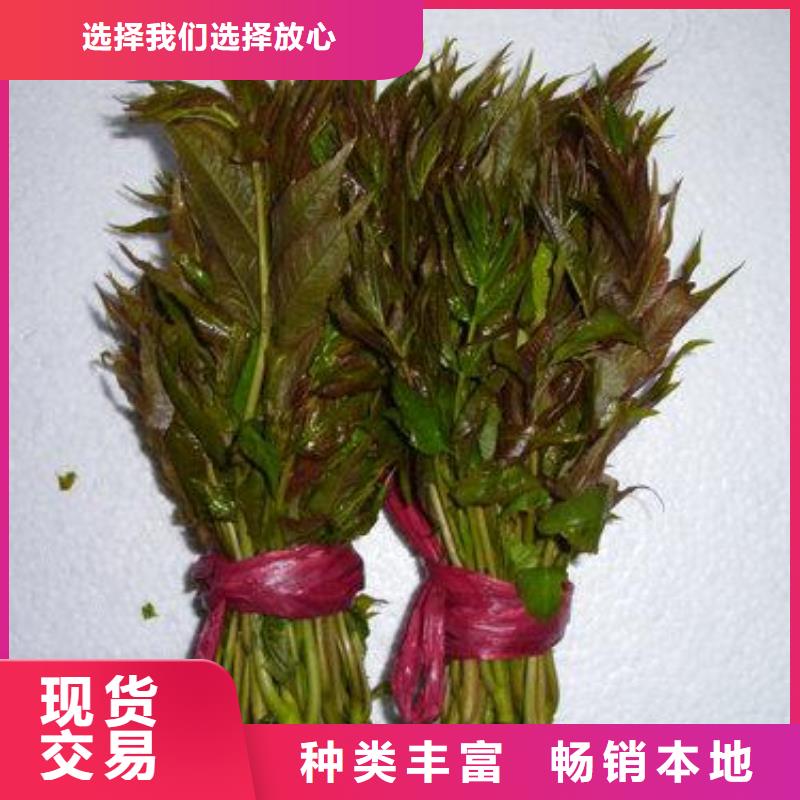 服務周到的香椿苗公司