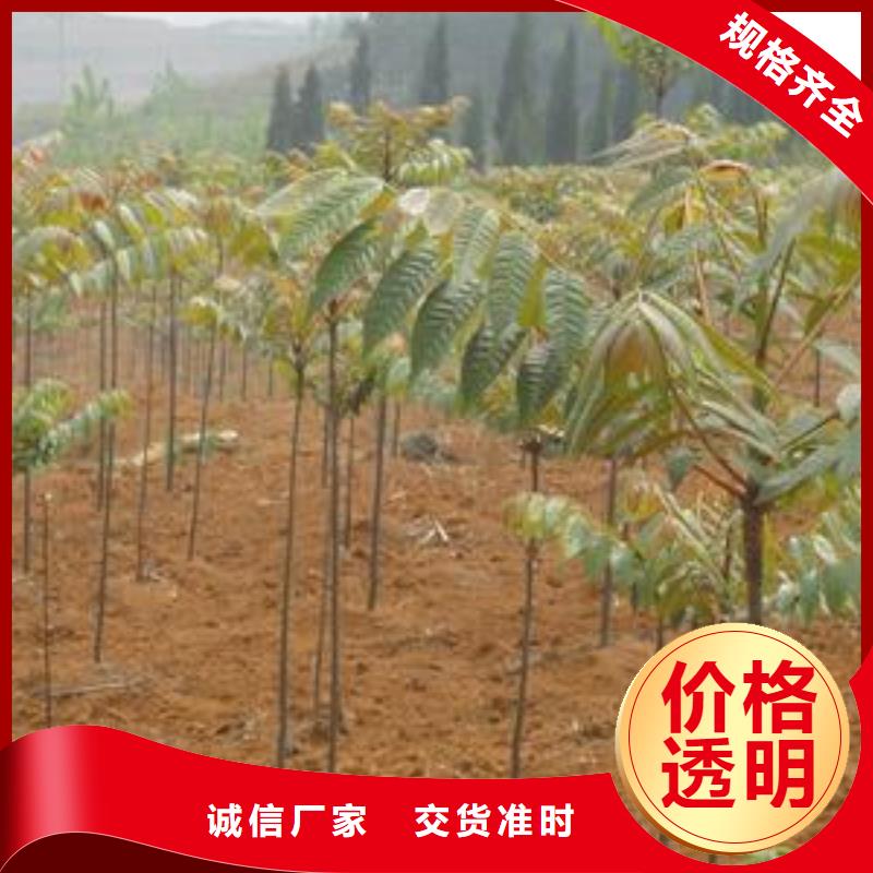 香椿苗_精益求精