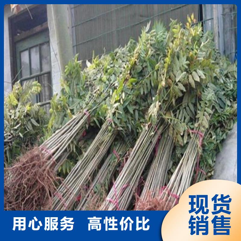 香椿苗口碑推荐-兴海苗木种植合作社