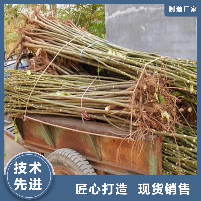 香椿苗口碑推荐-兴海苗木种植合作社