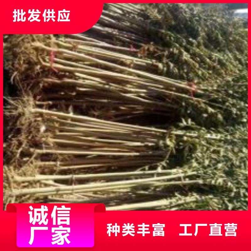 用户喜爱的香椿苗生产厂家