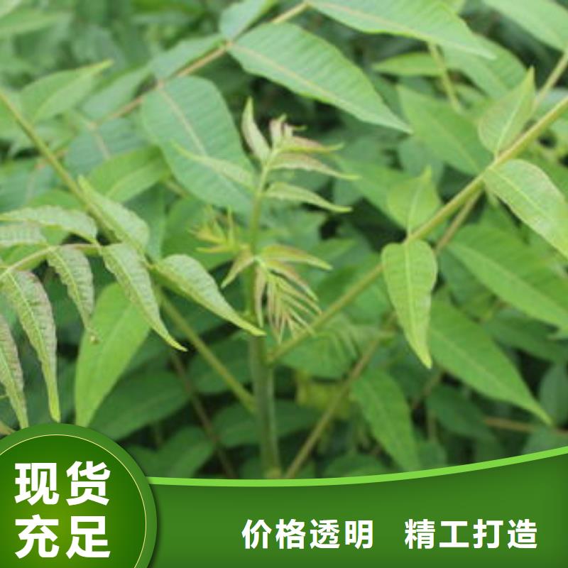 香椿苗厂家量大优惠