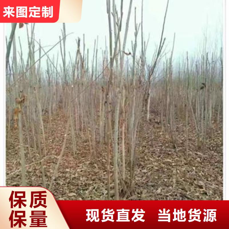 香椿苗-踏踏实实做产品