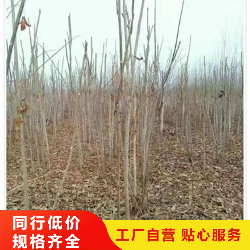 優選：香椿苗口碑廠家