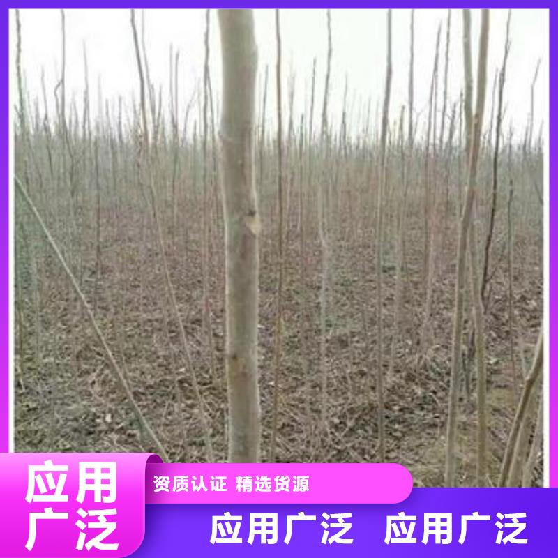 香椿苗合格才出厂