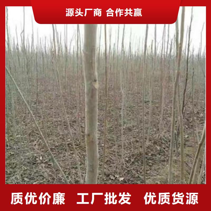 香椿苗大廠家值得信賴