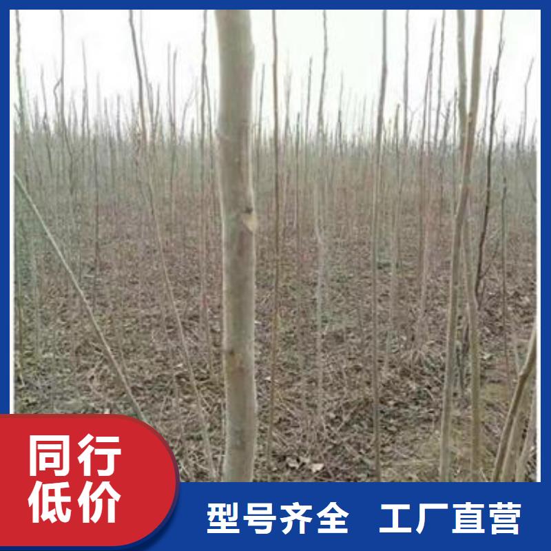 优质的香椿苗认准兴海苗木种植合作社