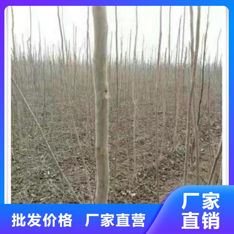 质量合格的香椿苗生产厂家