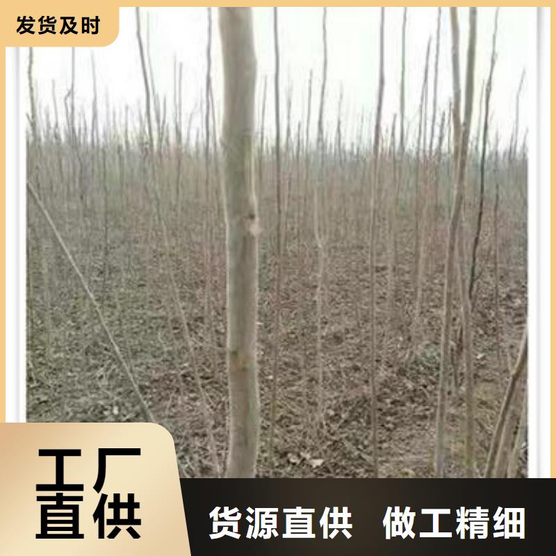 香椿苗厂家供应批发