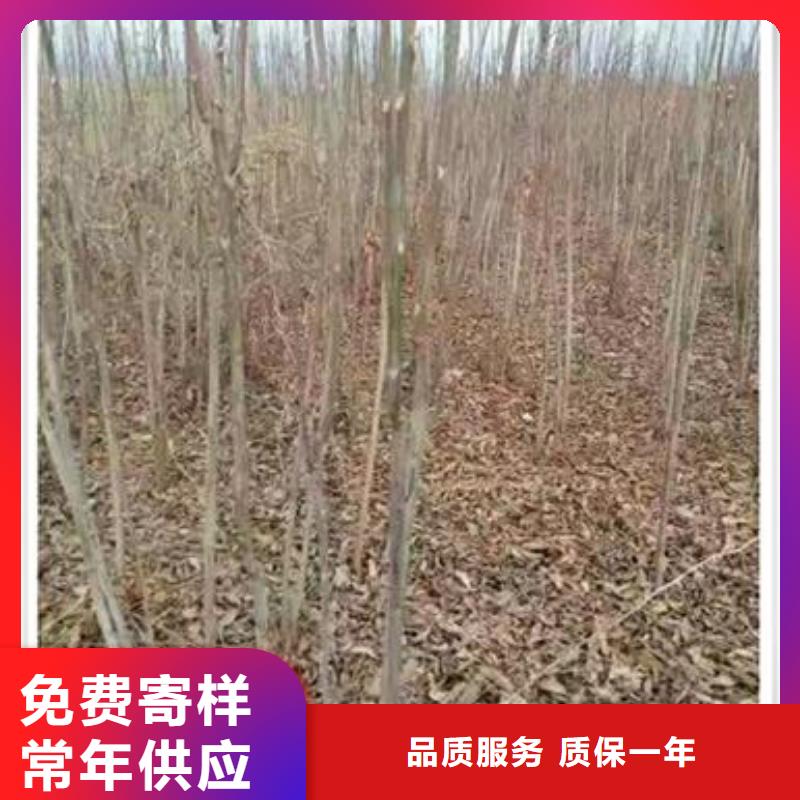 香椿苗厂家直销