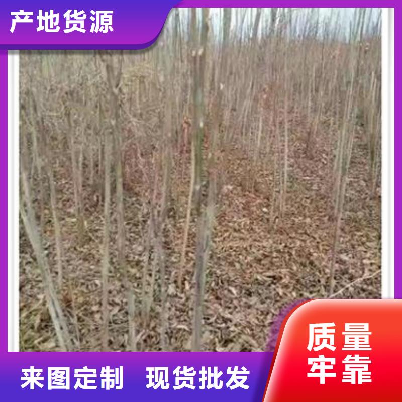 香椿苗大厂家选的放心