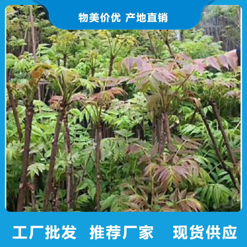 香椿苗的應用范圍
