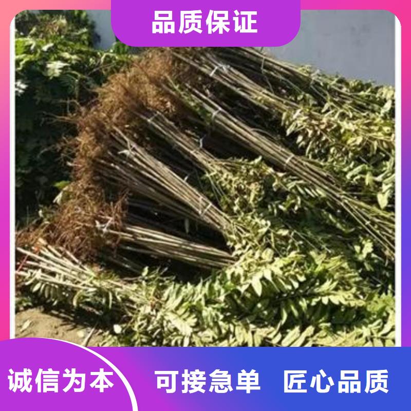 香椿苗大量现货随时发货