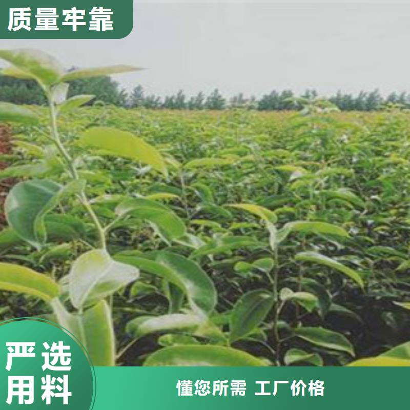 黄冠梨树苗种植时间