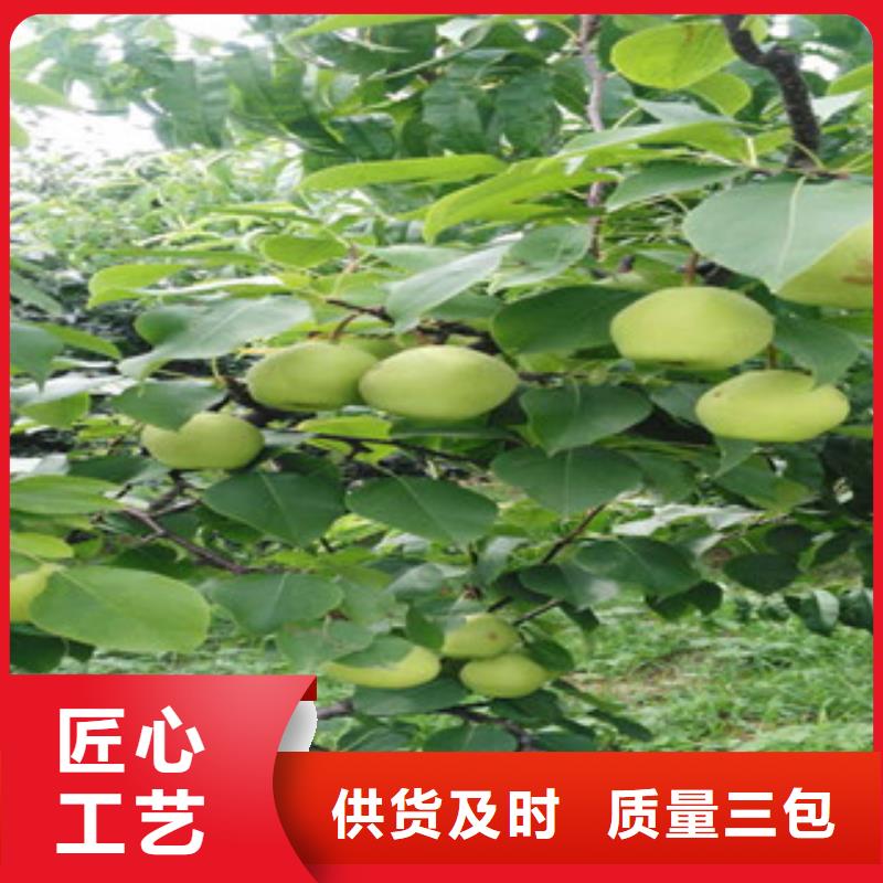 开菲梨树苗4公分